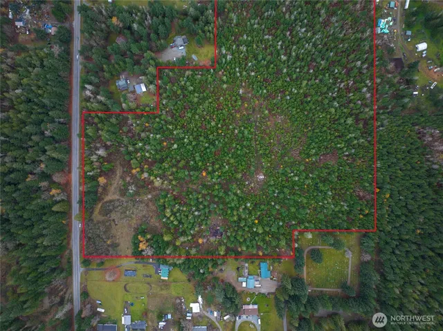 a view of a forest with trees in the background