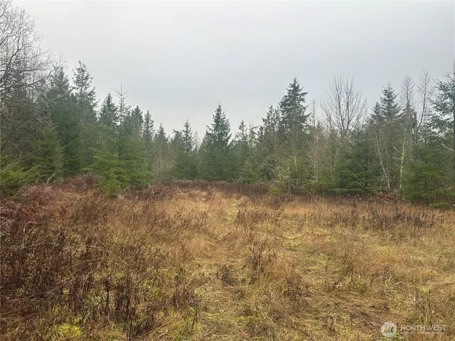 a view of a forest with a tree in the background