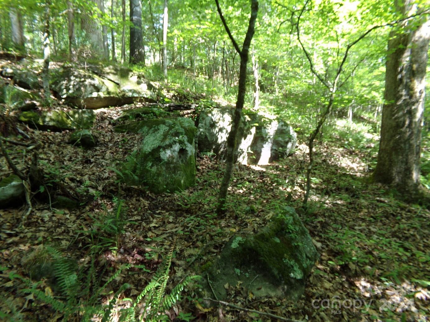 5-6 Hawks Nest Road York, SC 29745 - Photo 11 of 19 a view of a lush green forest