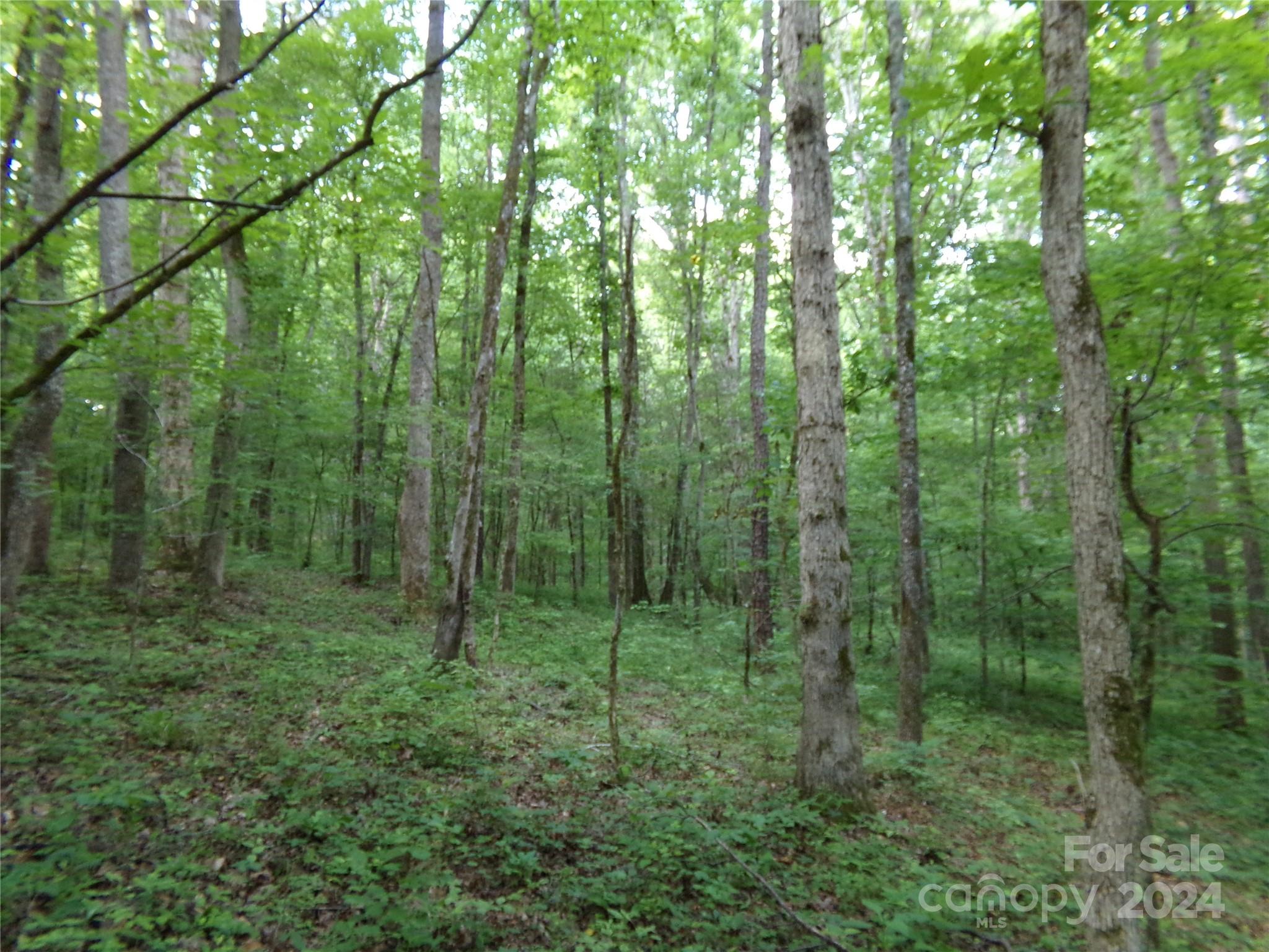 5-6 Hawks Nest Road York, SC 29745 - Photo 15 of 19 a view of a lush green forest