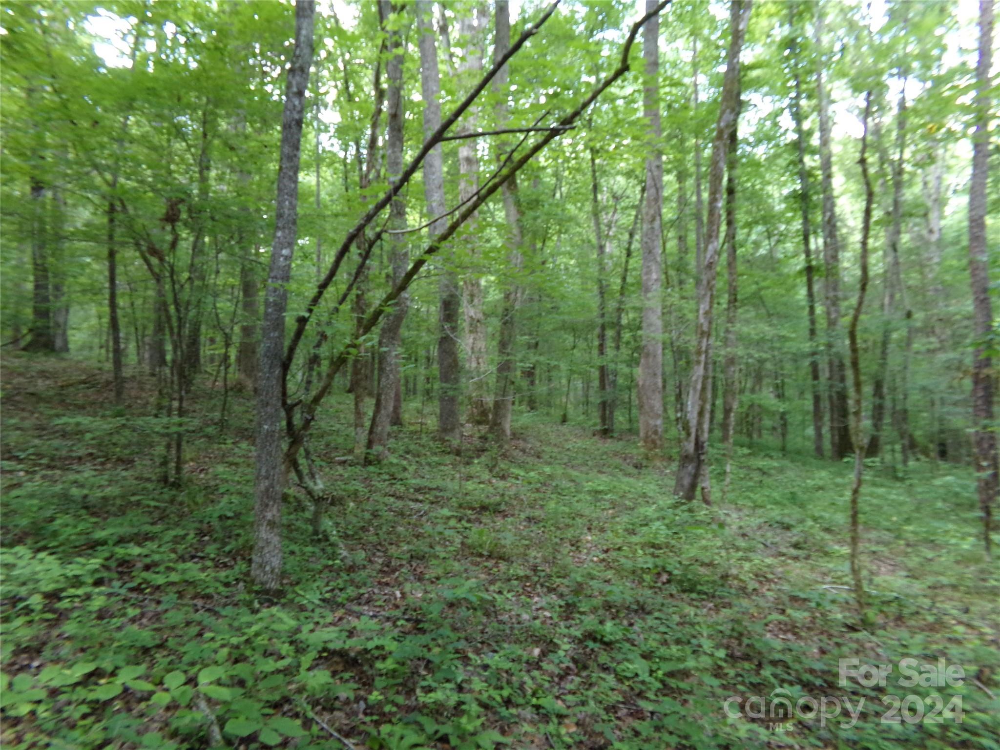 5-6 Hawks Nest Road York, SC 29745 - Photo 16 of 19 a view of a lush green forest