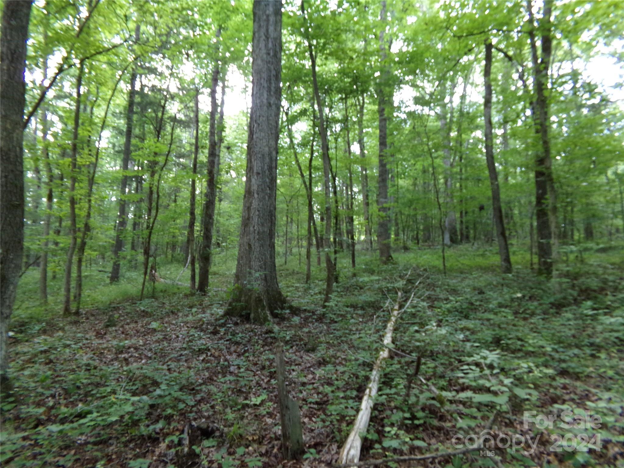 5-6 Hawks Nest Road York, SC 29745 - Photo 17 of 19 a view of a forest filled with trees