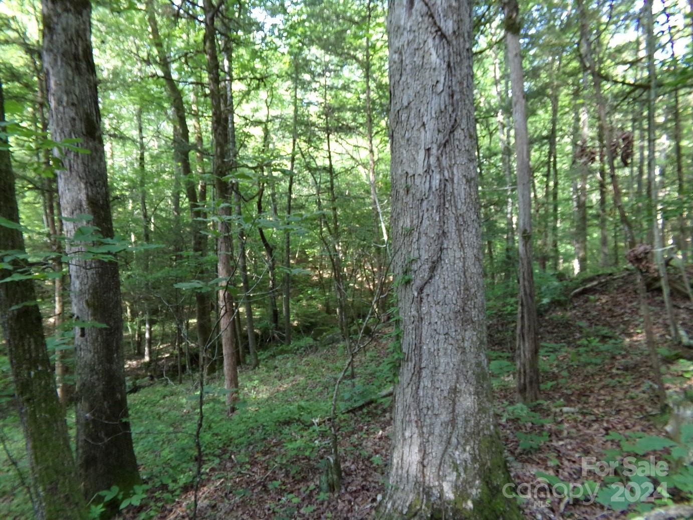 5-6 Hawks Nest Road York, SC 29745 - Photo 6 of 19 a view of forest