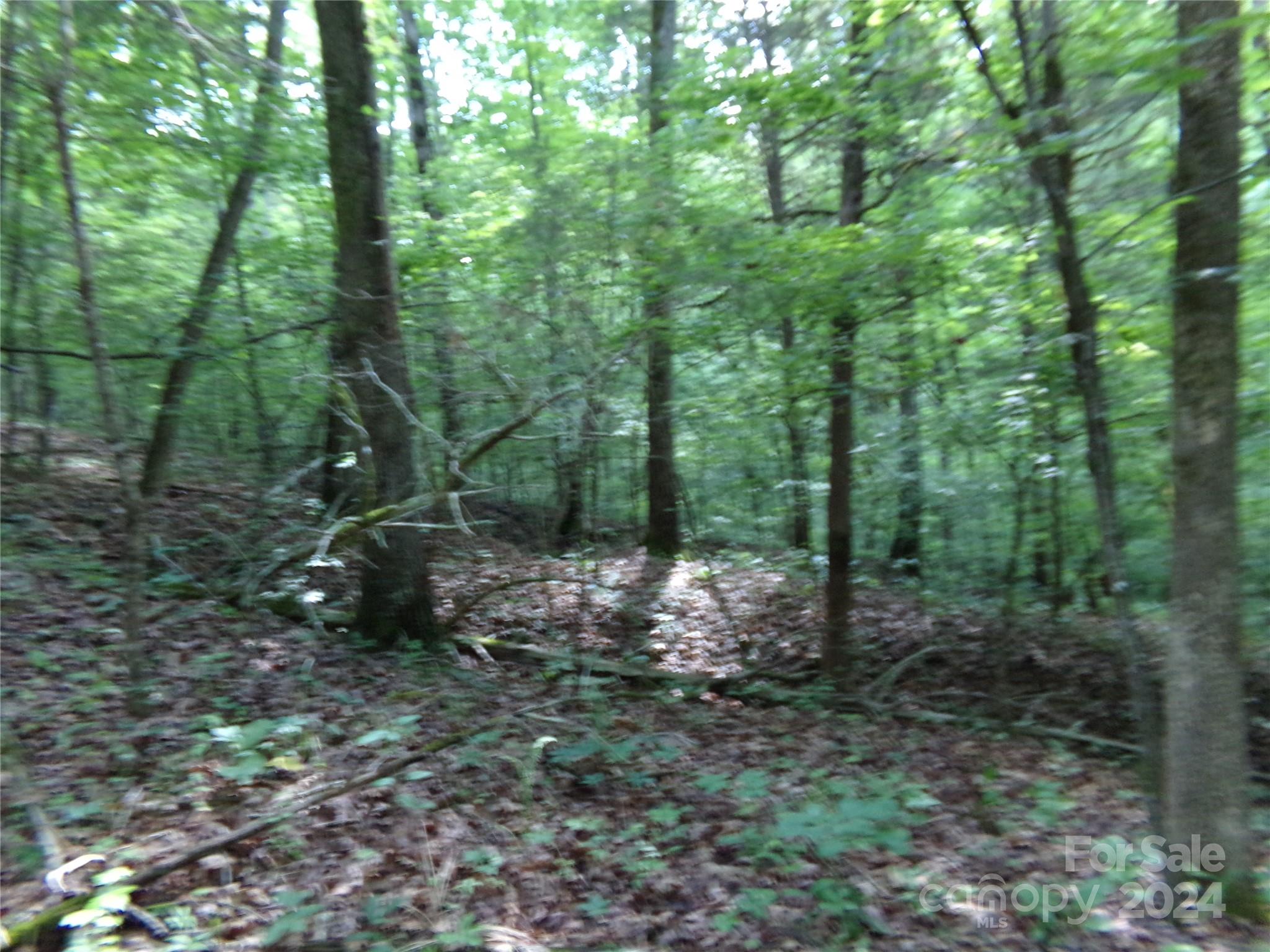 5-6 Hawks Nest Road York, SC 29745 - Photo 7 of 19 a view of a forest with trees