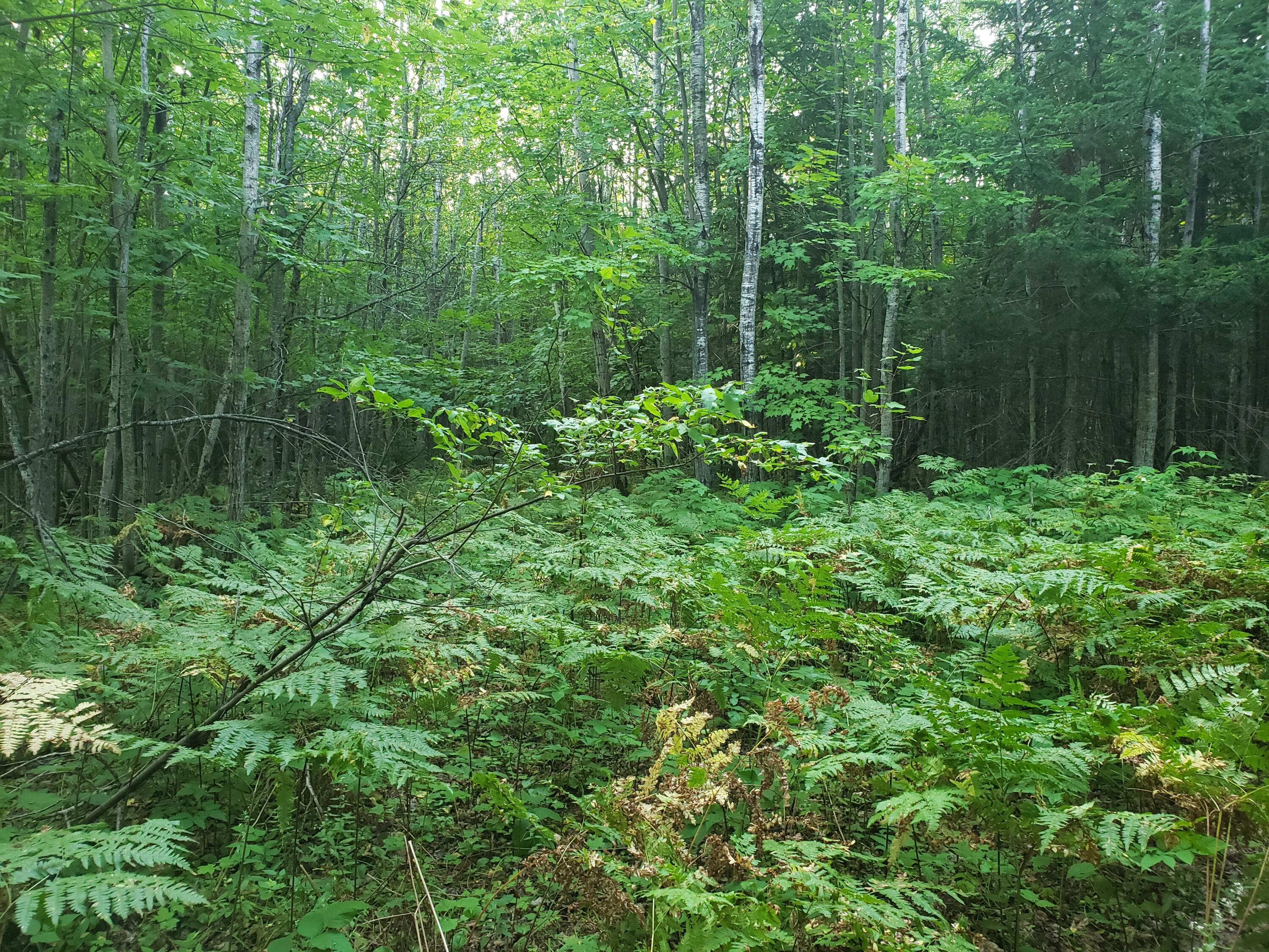 16706 Camp A Road Curtis, MI 49820 - Photo 3 of 13 Gallery Image 3