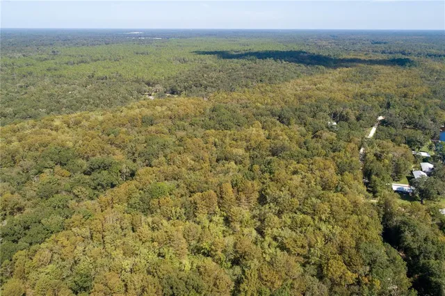 a view of a lush green forest