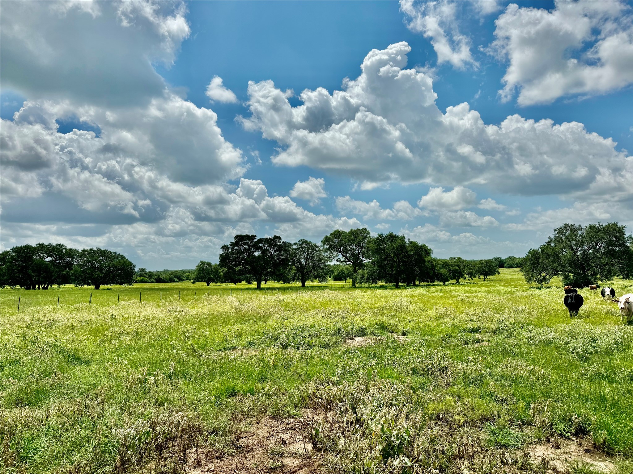 3653 Kaiser-Adams Road Yoakum, TX 77995 - Photo 12 of 22 a view of an outdoor space and yard