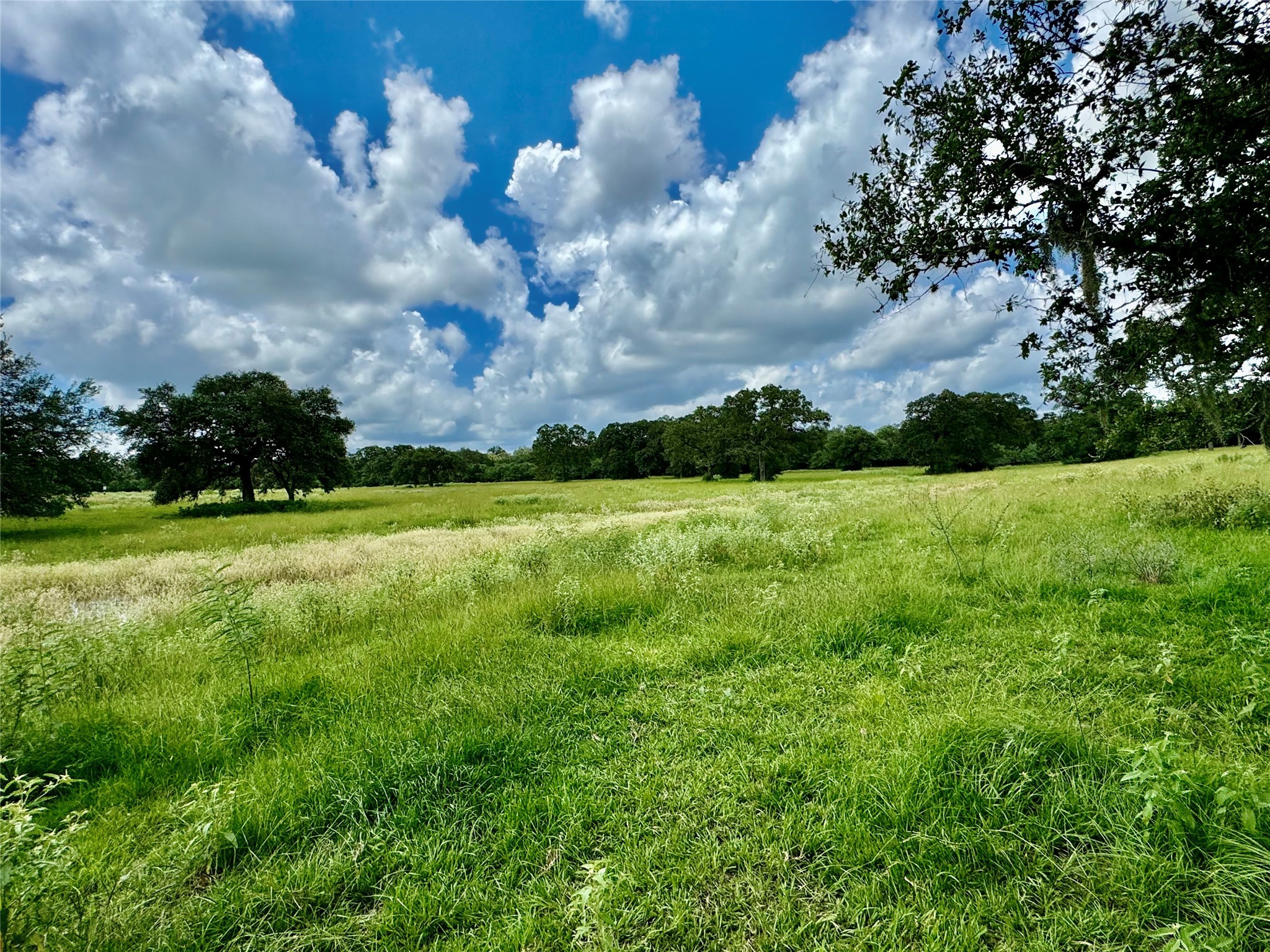 3653 Kaiser-Adams Road Yoakum, TX 77995 - Photo 5 of 22 a view of a garden