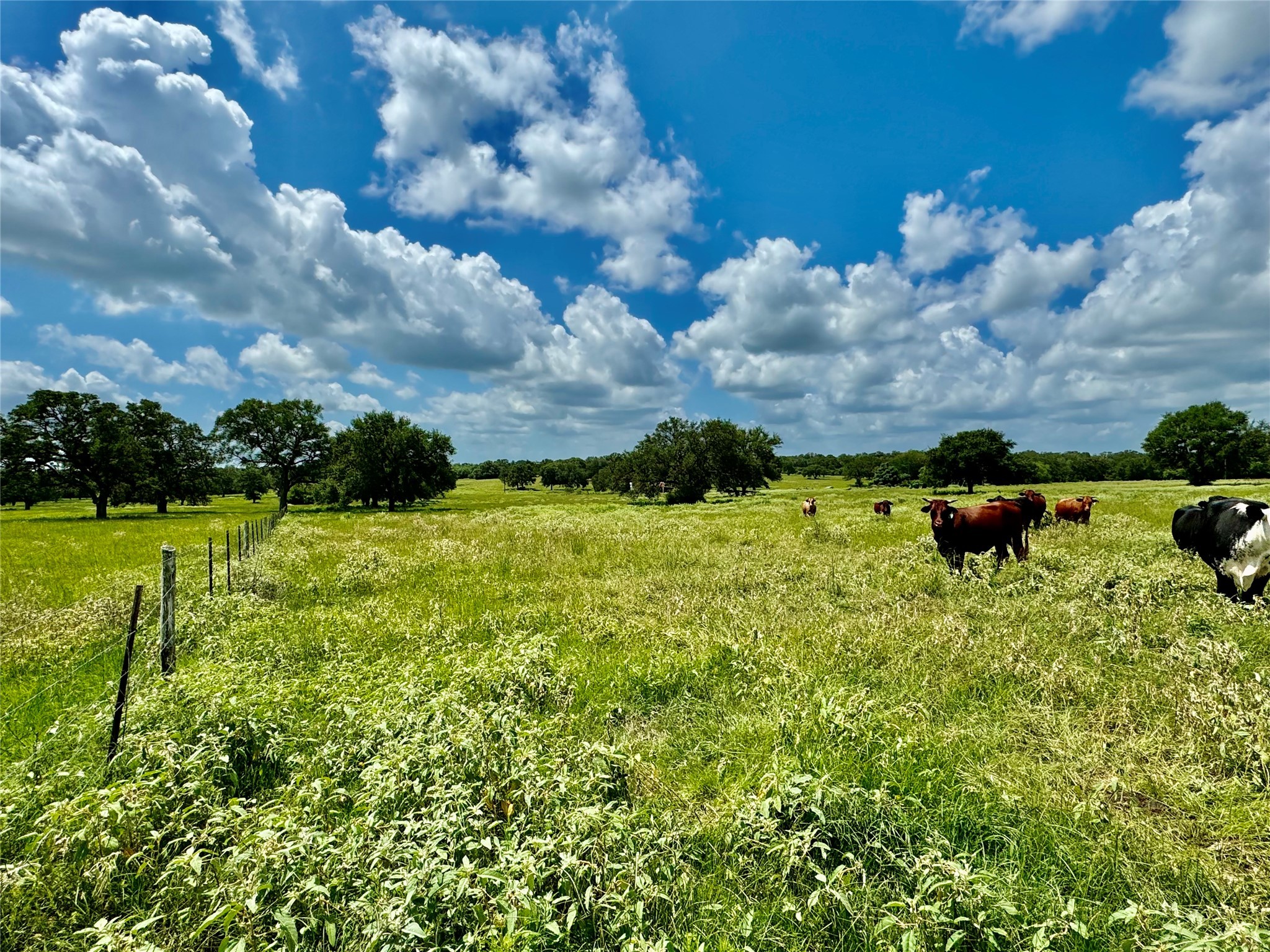 3653 Kaiser-Adams Road Yoakum, TX 77995 - Photo 9 of 22 a backyard of a house with lots of green space