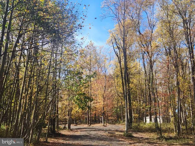 a view of a yard with large trees