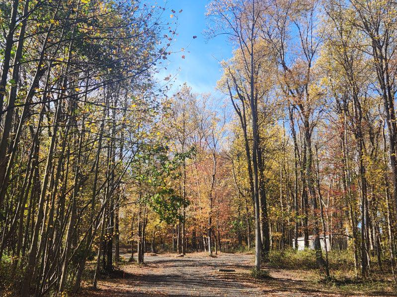 Lot 3 Mullins Court Rising Sun, MD 21911 - Photo 9 of 10 a view of a yard with large trees