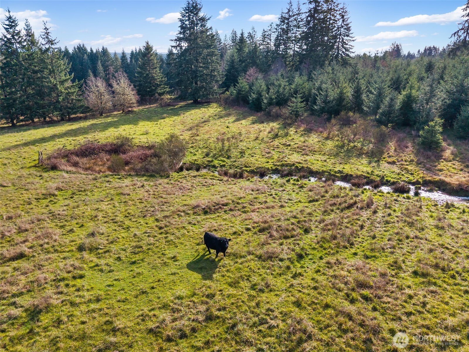 -xxx West Hale Road Winlock, WA 98596 - Photo 19 of 26 a view of a yard with large trees
