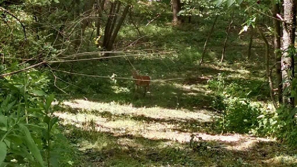 0 Meadowcroft Road Avella, PA 15312 - Photo 1 of 8 Abundant wildlife - build a cabin or new homestead