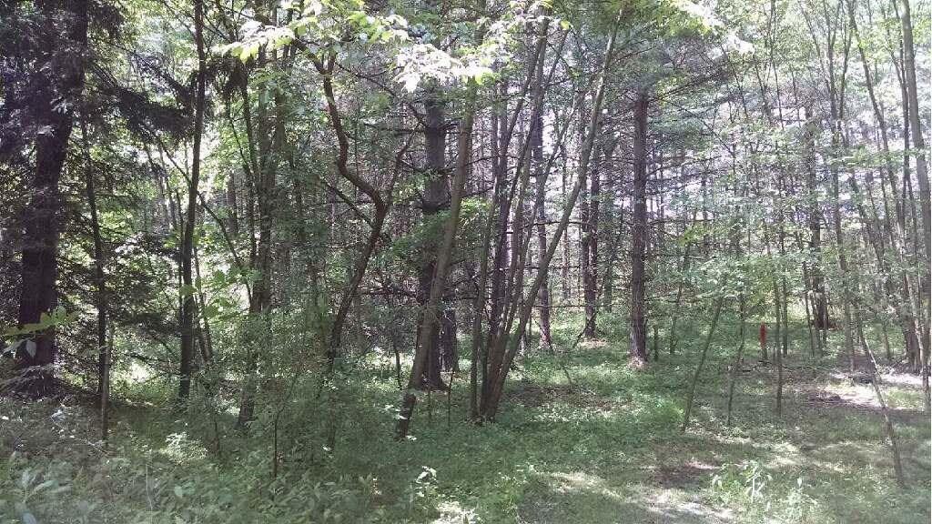 0 Meadowcroft Road Avella, PA 15312 - Photo 3 of 8 Private treed acreage - temp stakes outlining property boundaries