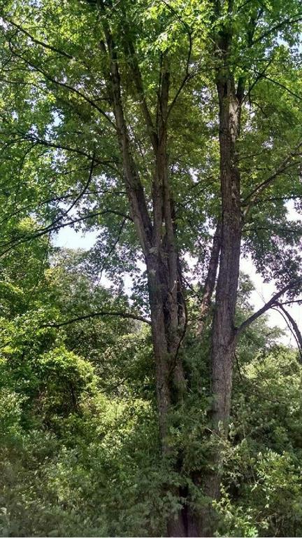 0 Meadowcroft Road Avella, PA 15312 - Photo 4 of 8 Mature trees to keep or timber