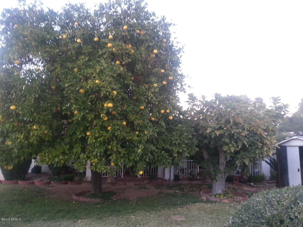531 East Boca Raton Road Phoenix, AZ 85022 - Photo 24 of 26 Back Yard Near Master Bed20121212_172207