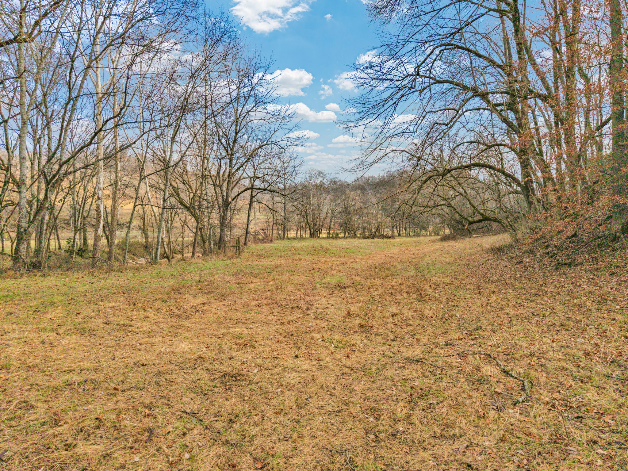 0 East Dry Fork Road Granville, TN 38564 - Photo 4 of 17 a view of yard with trees