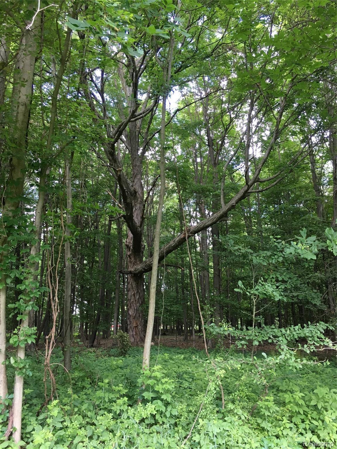 3663 Kilgore Road Avoca, MI 48006 - Photo 49 of 57 Rear 6 acres has woods and park like setting
