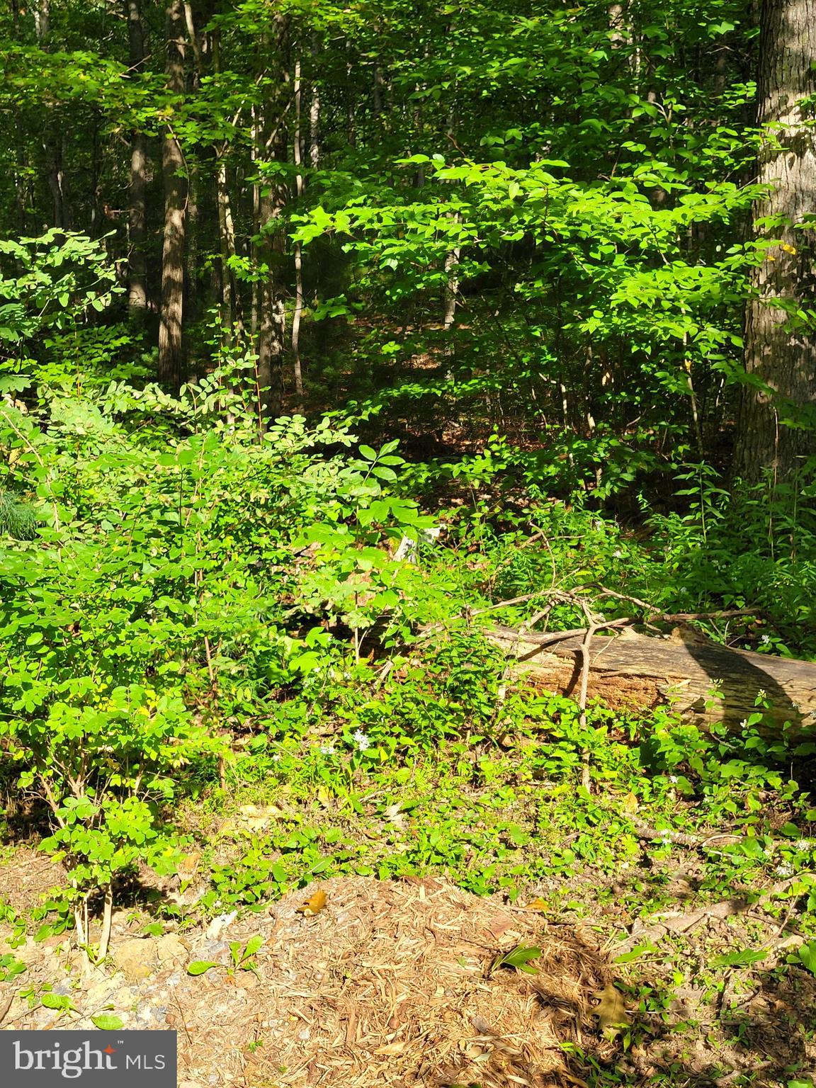 99 Riggs Hollow Road Capon Bridge, WV 26711 - Photo 26 of 33 wooded