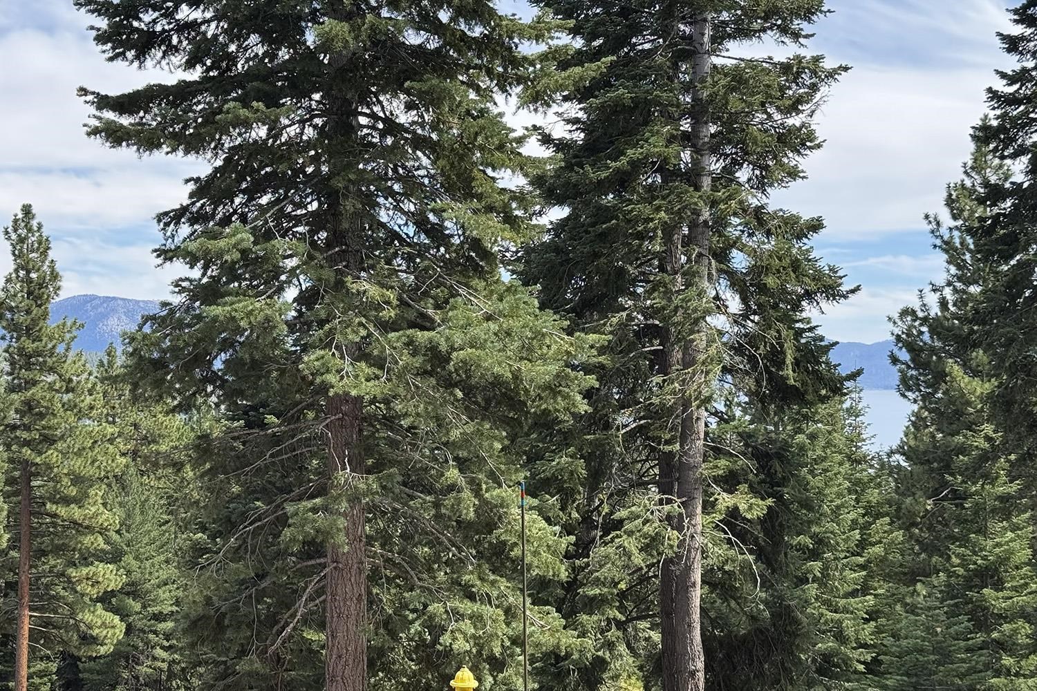 1359 Kings Way Tahoe Vista, CA 96148 - Photo 11 of 23 a view of a tree