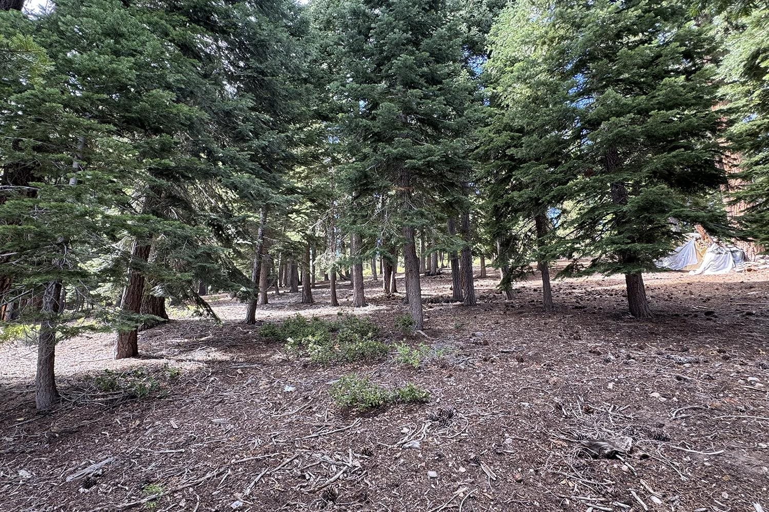 1359 Kings Way Tahoe Vista, CA 96148 - Photo 14 of 23 a view of outdoor space with lots of trees