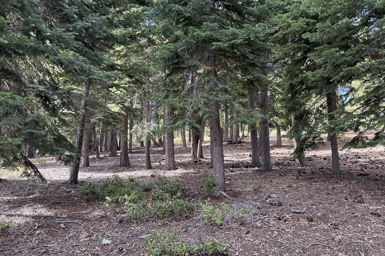 1359 Kings Way Tahoe Vista, CA 96148 - Photo 15 of 23 a view of outdoor space with lots of trees