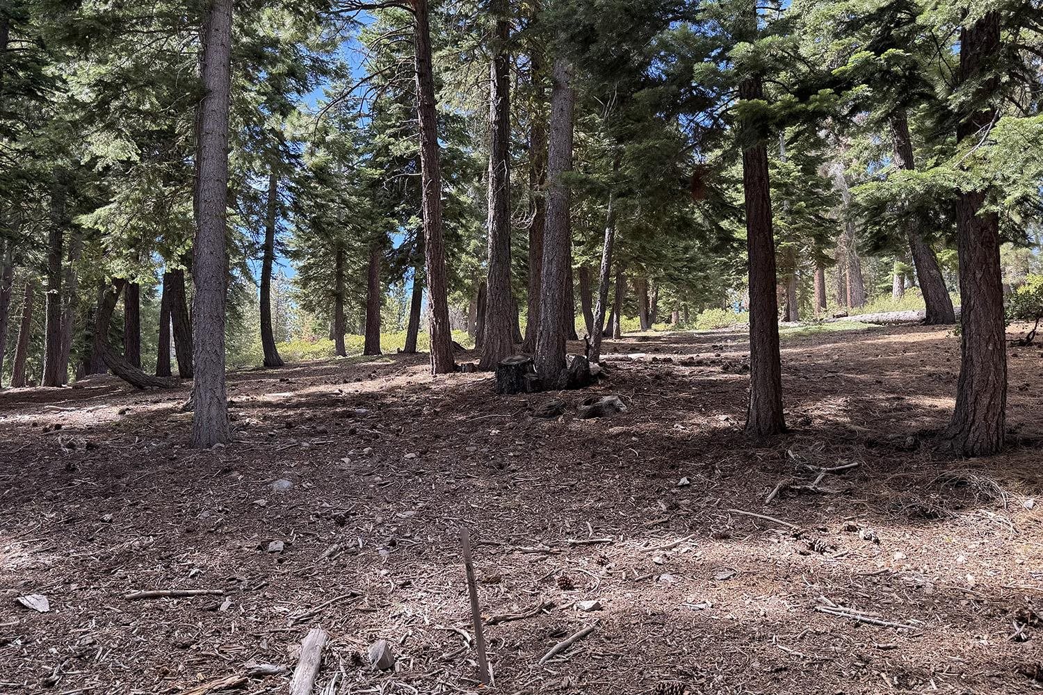 1359 Kings Way Tahoe Vista, CA 96148 - Photo 16 of 23 a view of backyard with trees