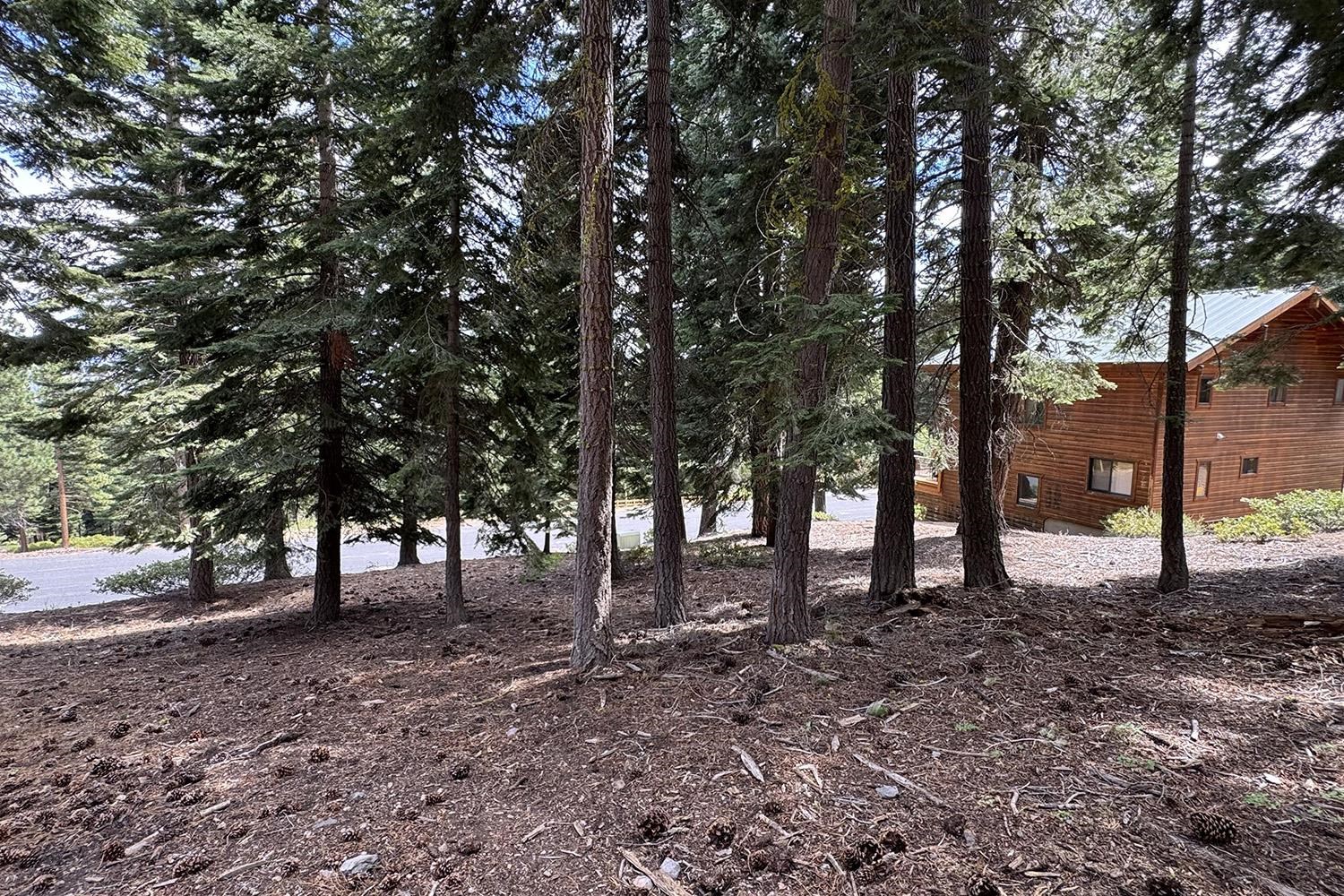 1359 Kings Way Tahoe Vista, CA 96148 - Photo 18 of 23 a view of some trees in the forest