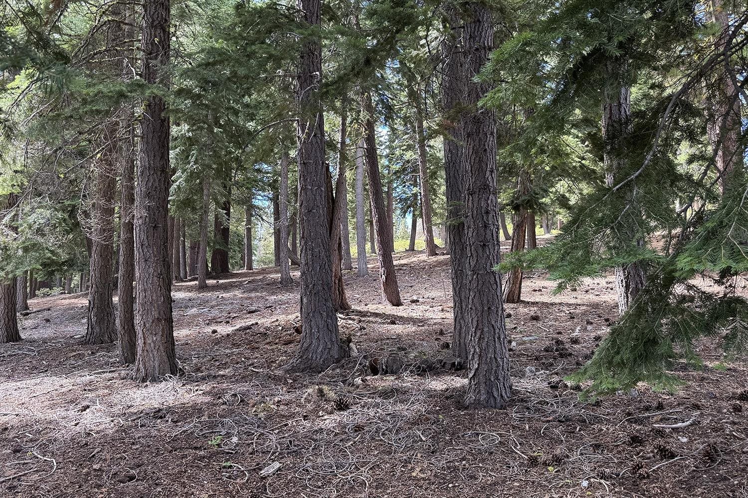 1359 Kings Way Tahoe Vista, CA 96148 - Photo 7 of 23 a view of a forest filled with trees