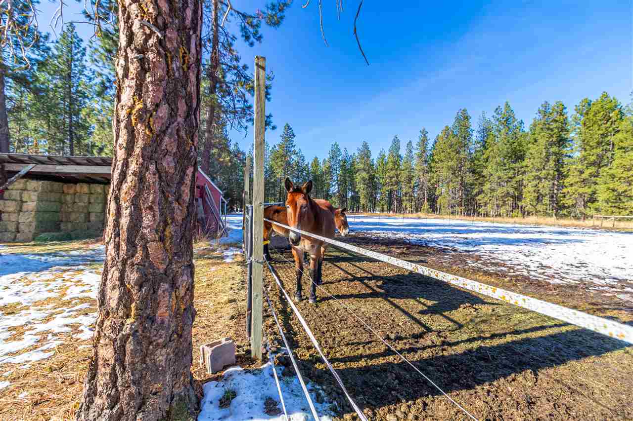 8503 South Spotted Road Cheney, WA 99004 - Photo 3 of 50