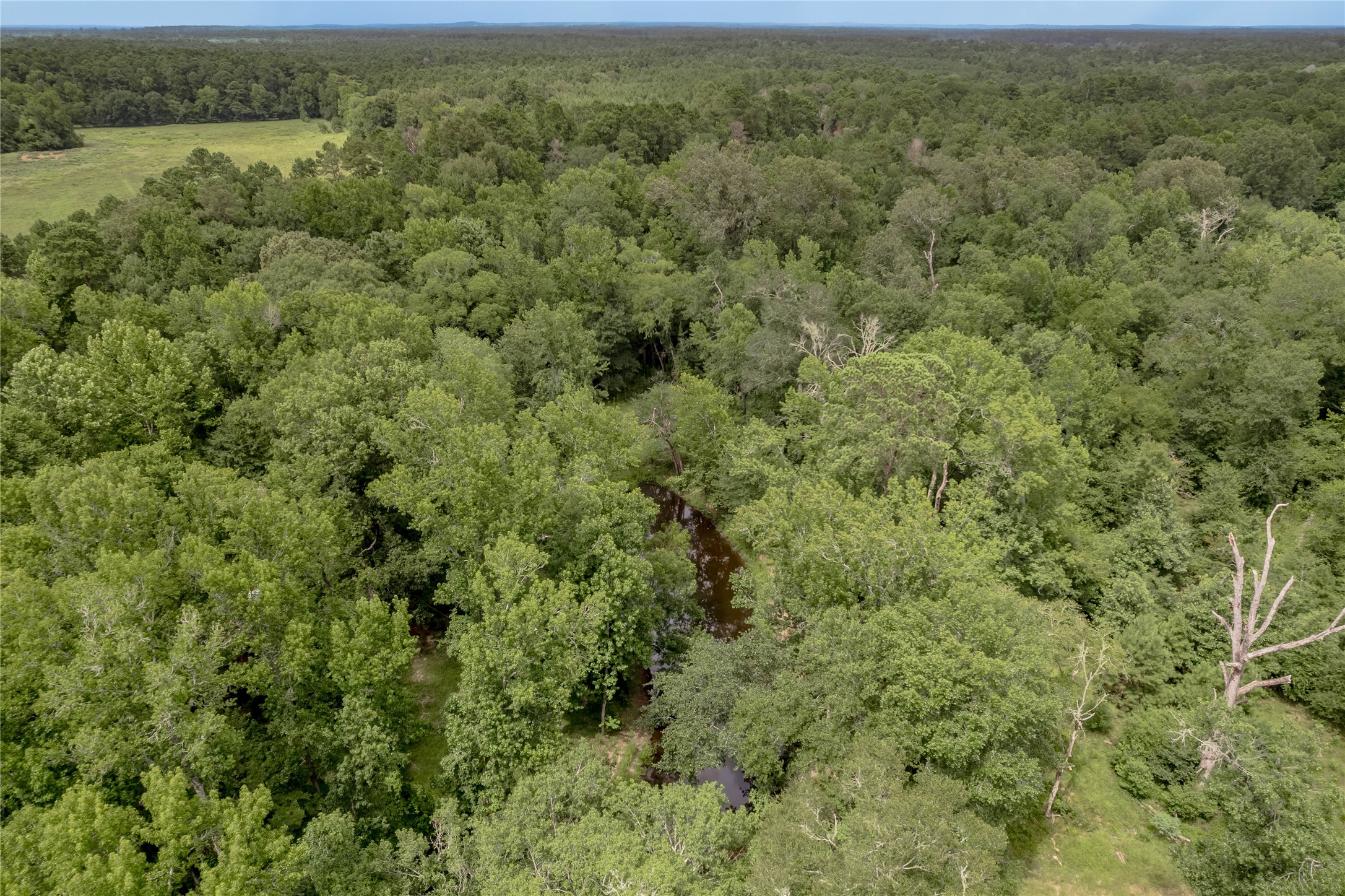 438 Cody Road Trinity, TX 75862 - Photo 43 of 50 Wooded area with a small creek running through it, offering a serene and private natural setting ideal for a home buyer seeking tranquility.
