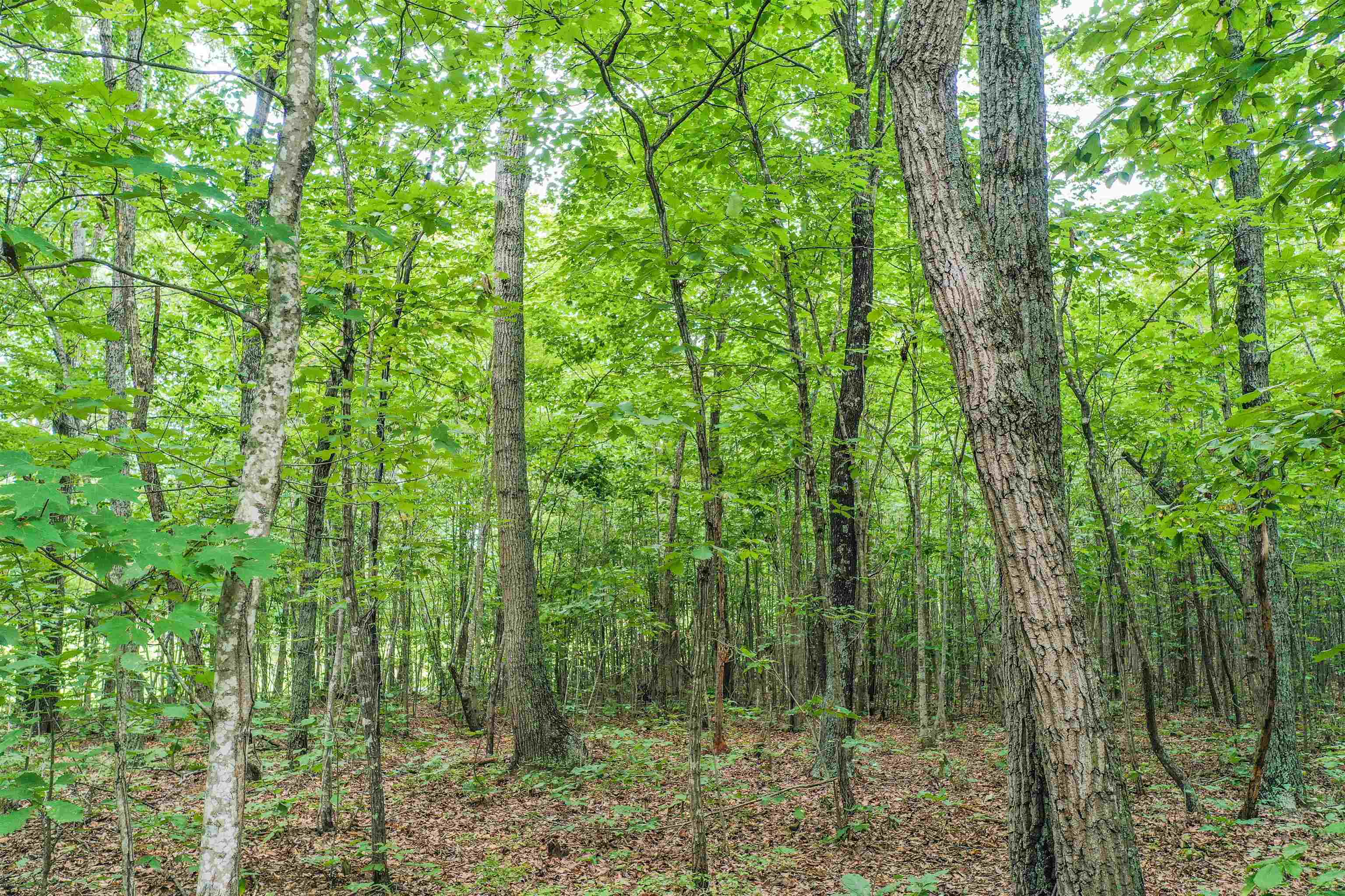 0 Shores Road Palmyra, VA 22963 - Photo 28 of 39 Gallery Image 28