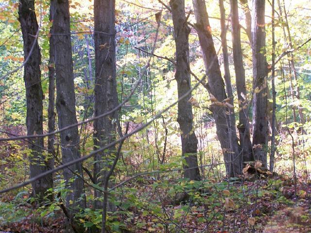 Off Walker Road Afton, MI 49705 - Photo 1 of 10 Gallery Image 1