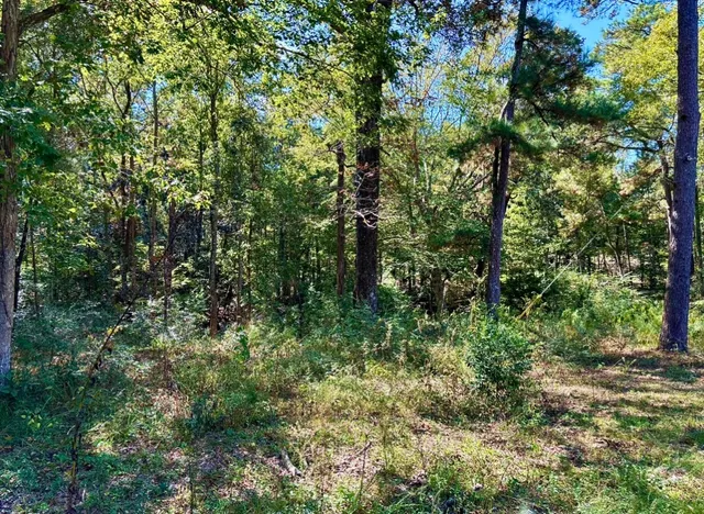 a view of a back yard
