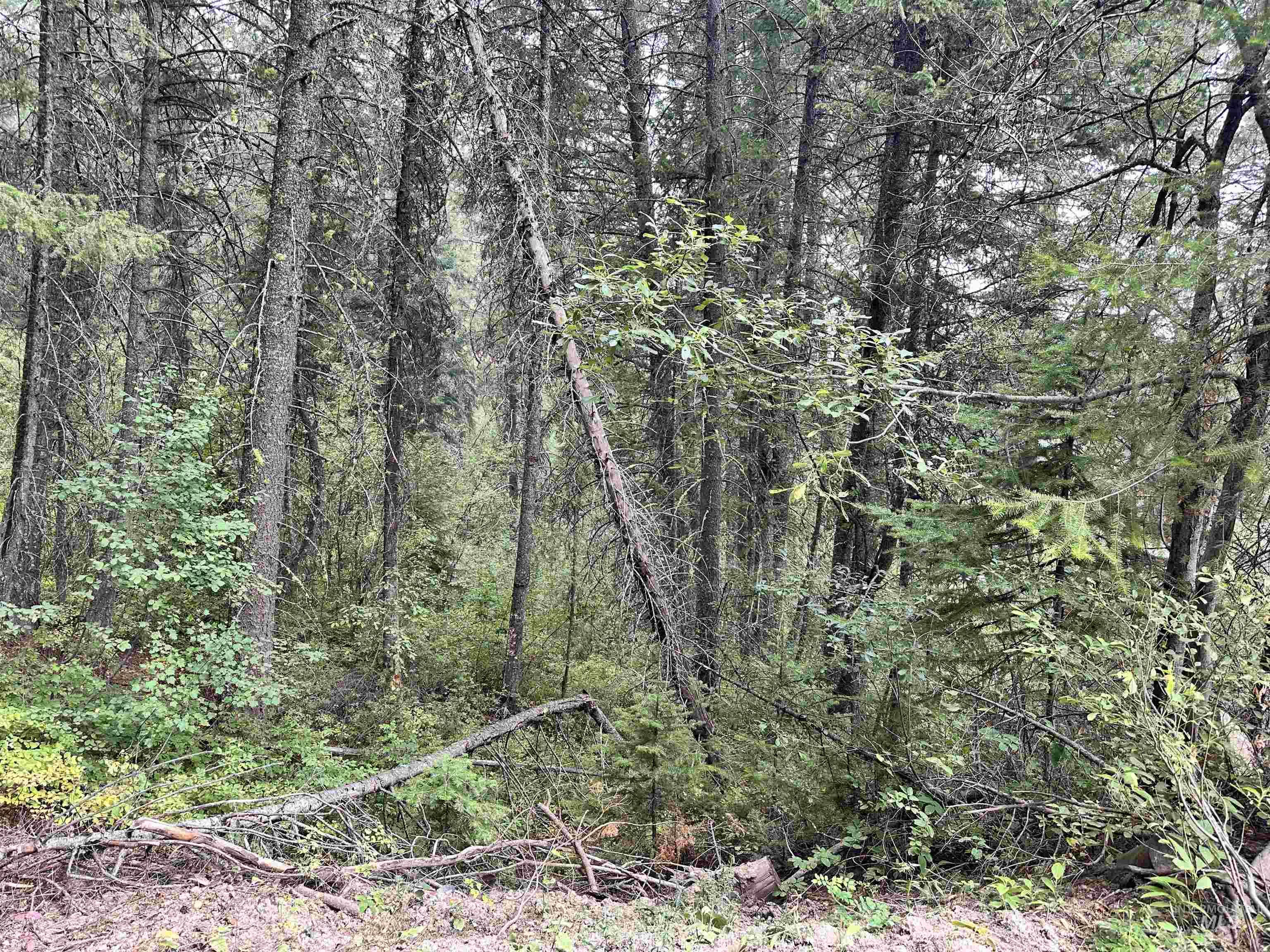 515 Collier View Road Cascade, ID 83611 - Photo 6 of 11 View of nature