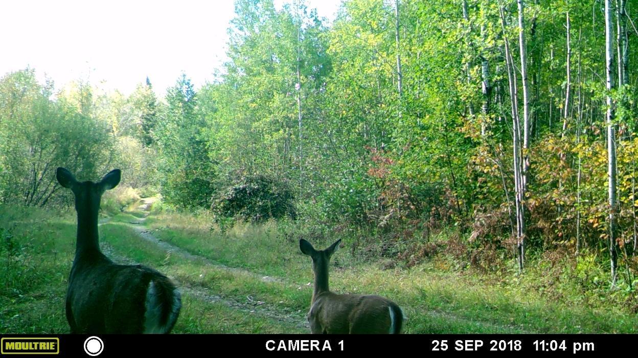 6930 Northeast Road Wright, MN 55798 - Photo 1 of 1 Gallery Image 1