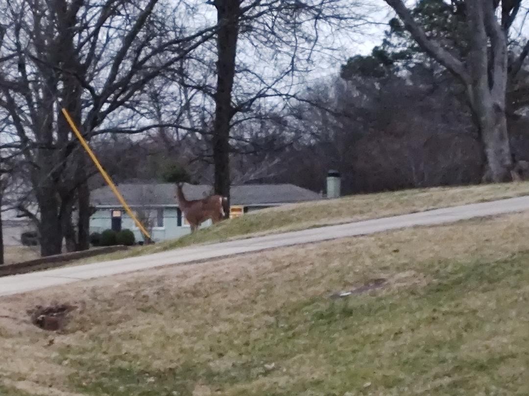 902 Tuckahoe Drive Madison, TN 37115 - Photo 30 of 30