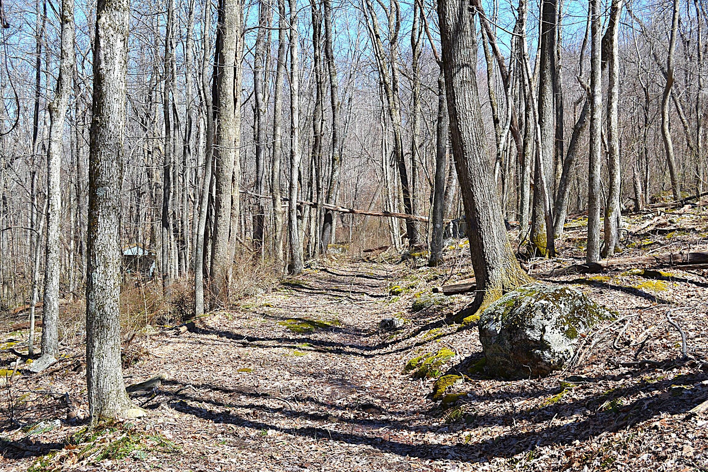 2245 Crowder Road Gap Mills, WV 24941 - Photo 19 of 41 1 Of 3-4 Trails On The Prpoperty