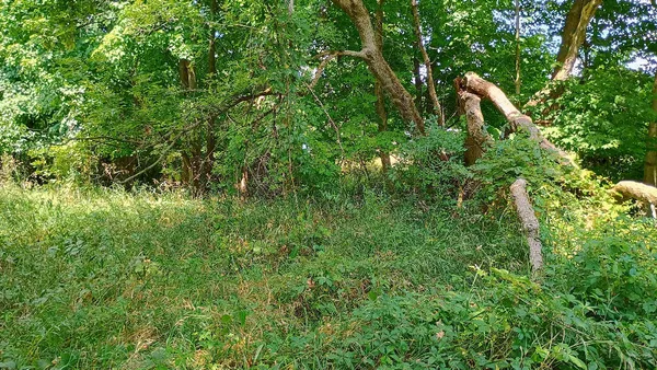 $36,900 | 982 Stanton Road, Sherwood, MI 49089
