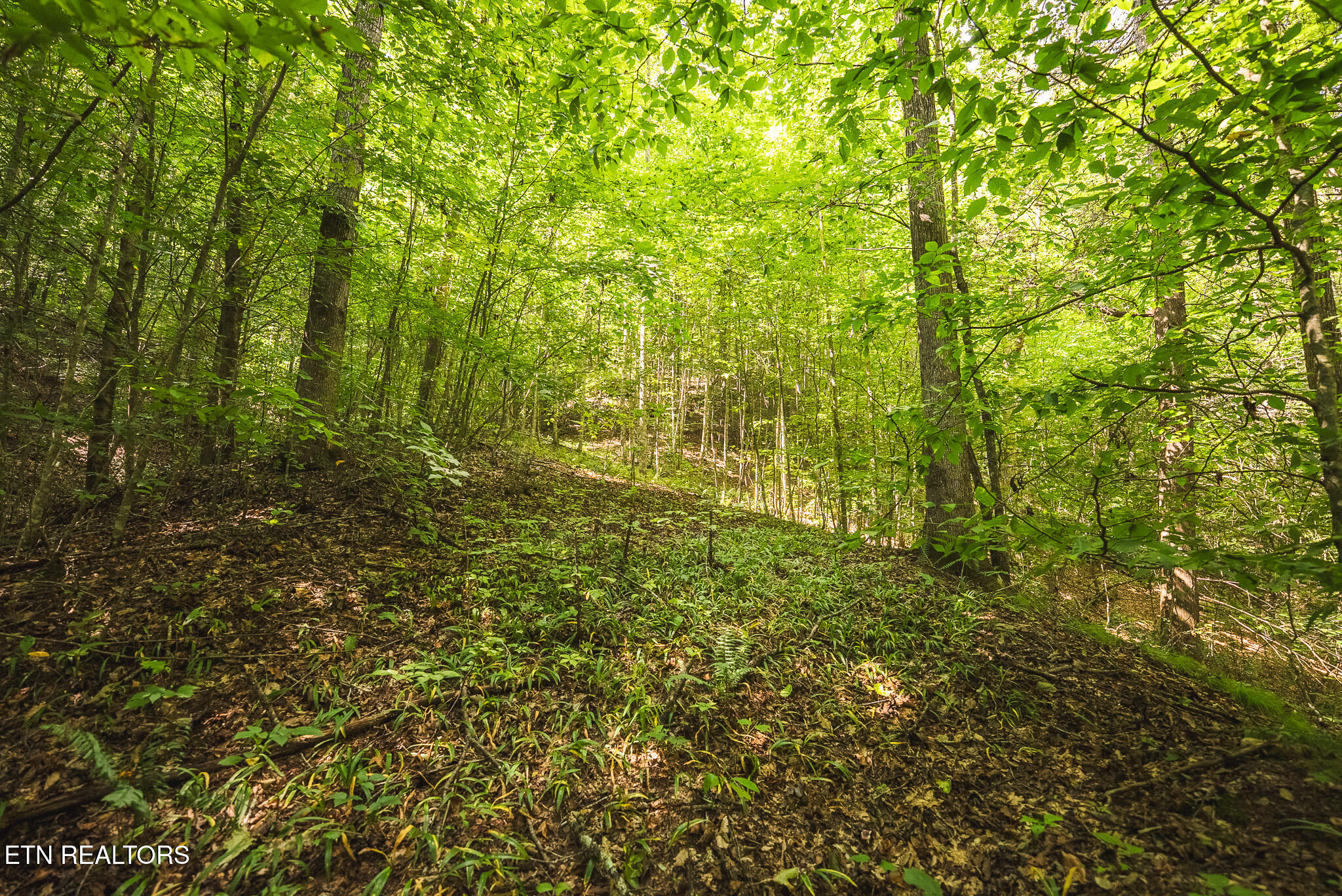 Watson Hollow Road Speedwell, TN 37870 - Photo 29 of 37 DSC03639