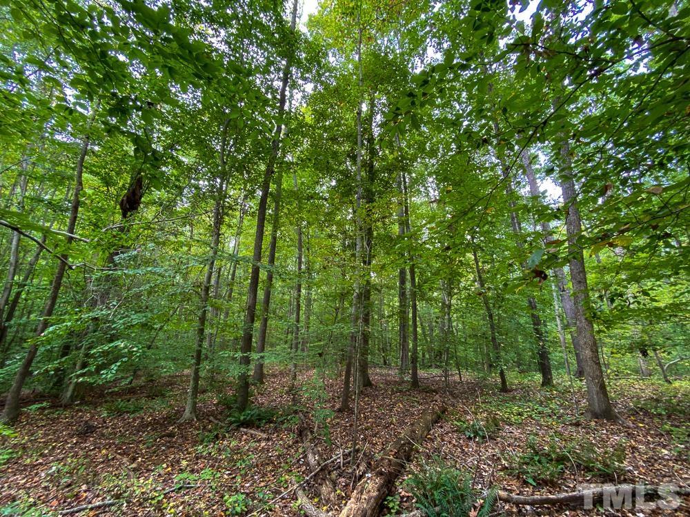 1 Country Club Road Roxboro, NC 27574 - Photo 27 of 29 a view of a forest with trees in the background