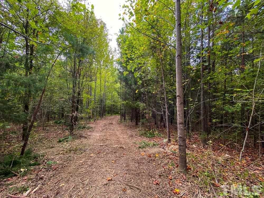1 Country Club Road Roxboro, NC 27574 - Photo 29 of 29 a view of a forest filled with trees