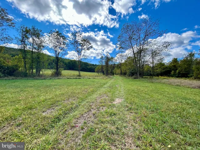 a view of a field of grass and a tree