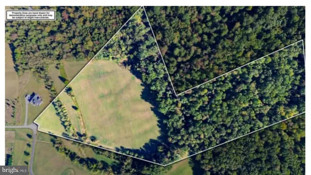 a bird view of a tree