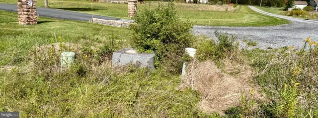 a view of a garden with plants