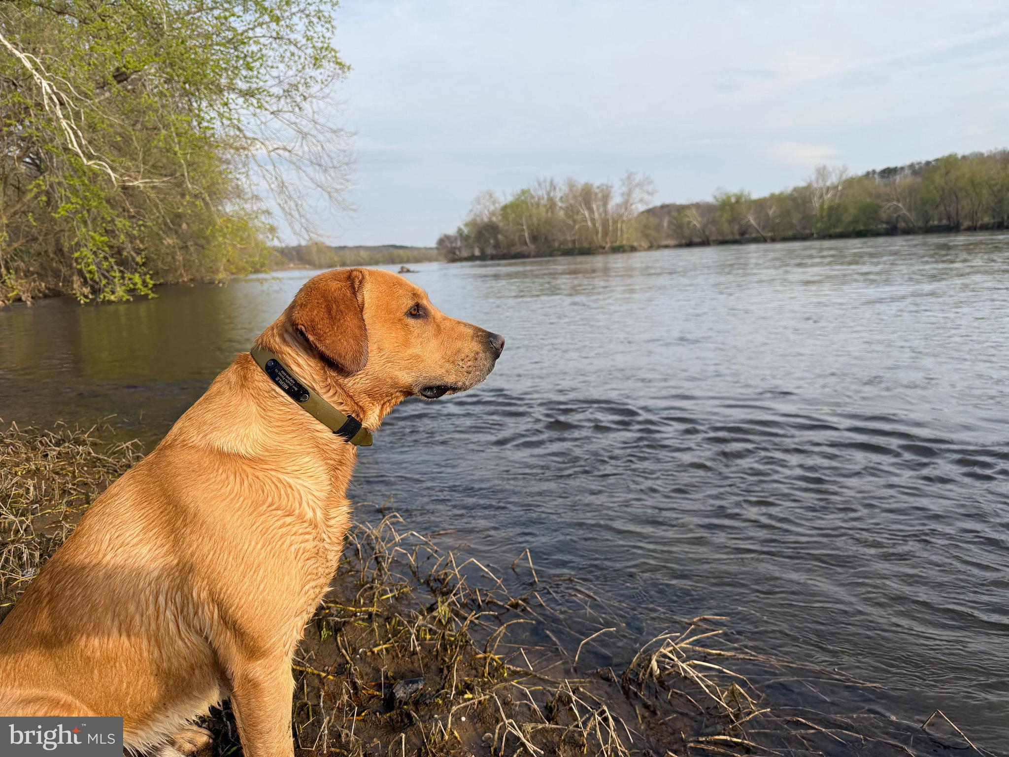 0 Paynes Pond Road Scottsville, VA 24590 - Photo 11 of 71