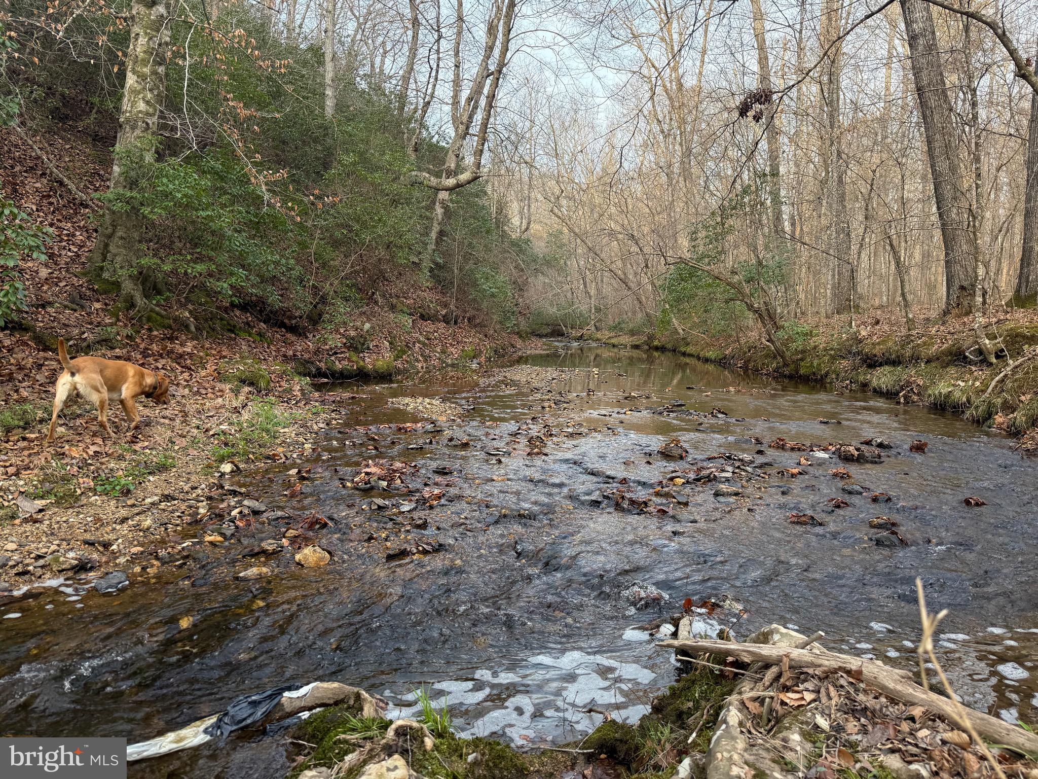 0 Paynes Pond Road Scottsville, VA 24590 - Photo 14 of 71