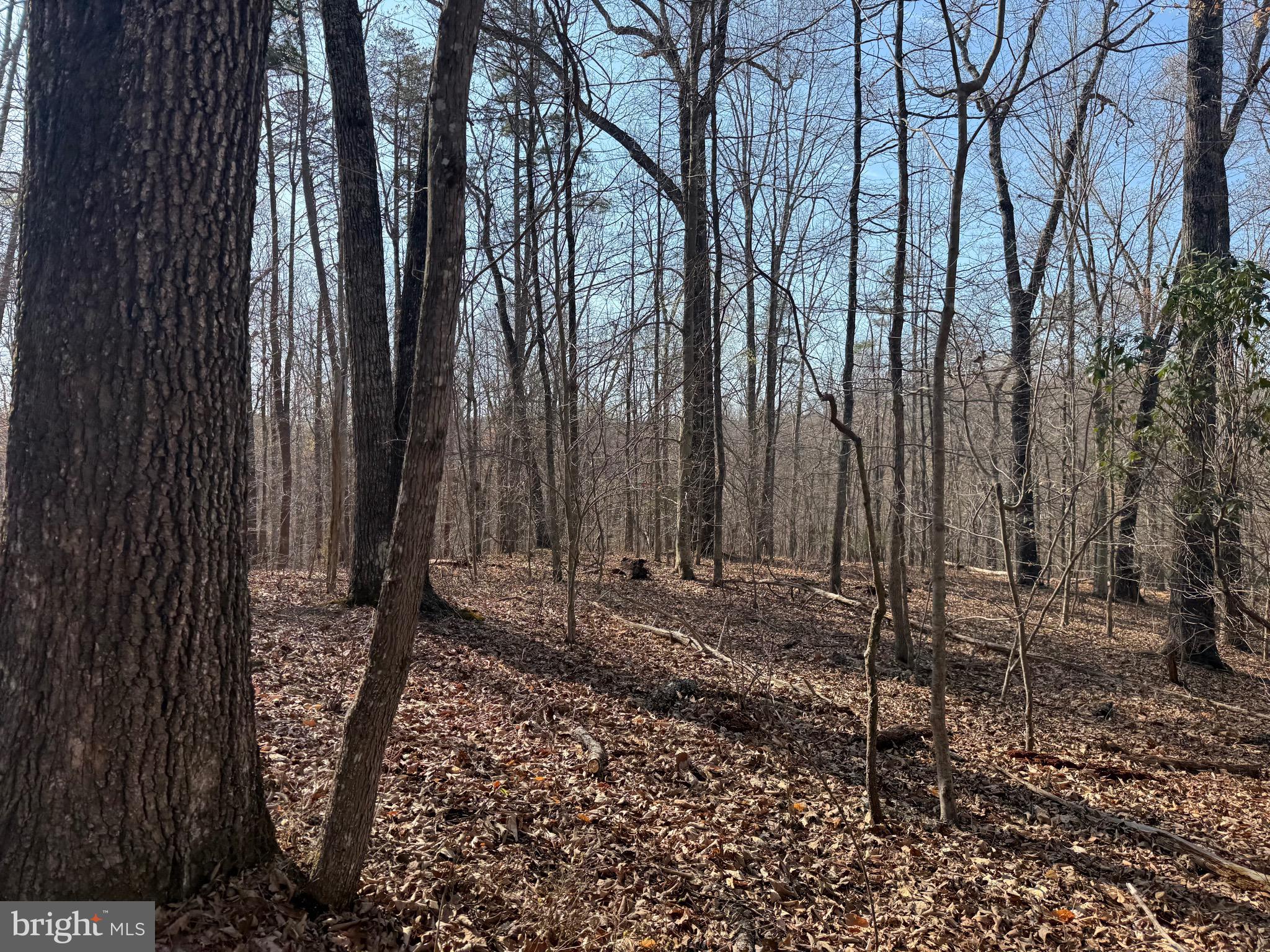 0 Paynes Pond Road Scottsville, VA 24590 - Photo 3 of 71