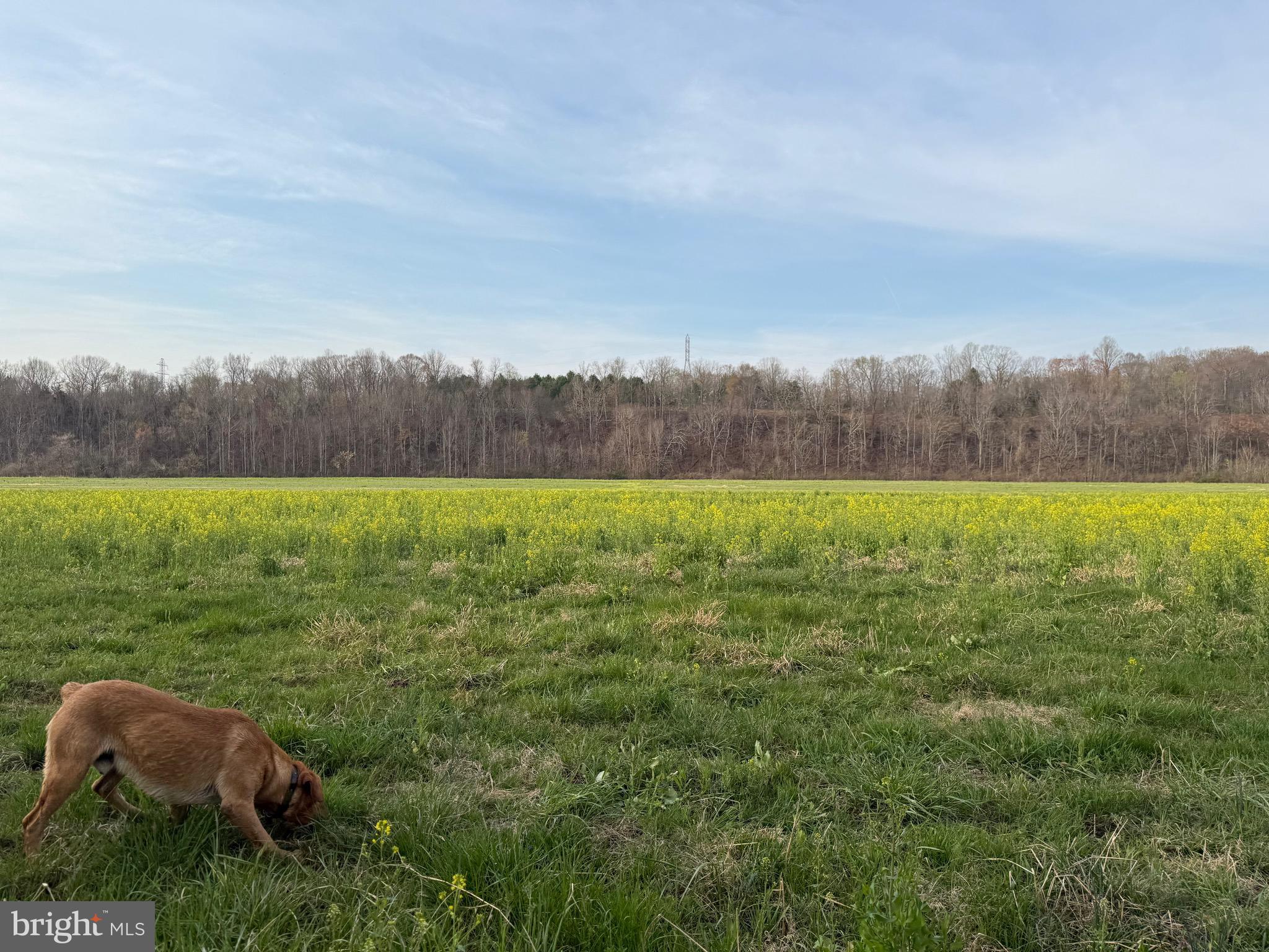 0 Paynes Pond Road Scottsville, VA 24590 - Photo 34 of 71