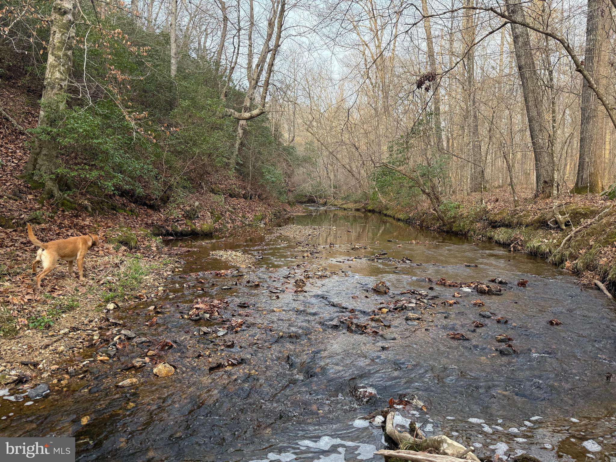0 Paynes Pond Road Scottsville, VA 24590 - Photo 65 of 71